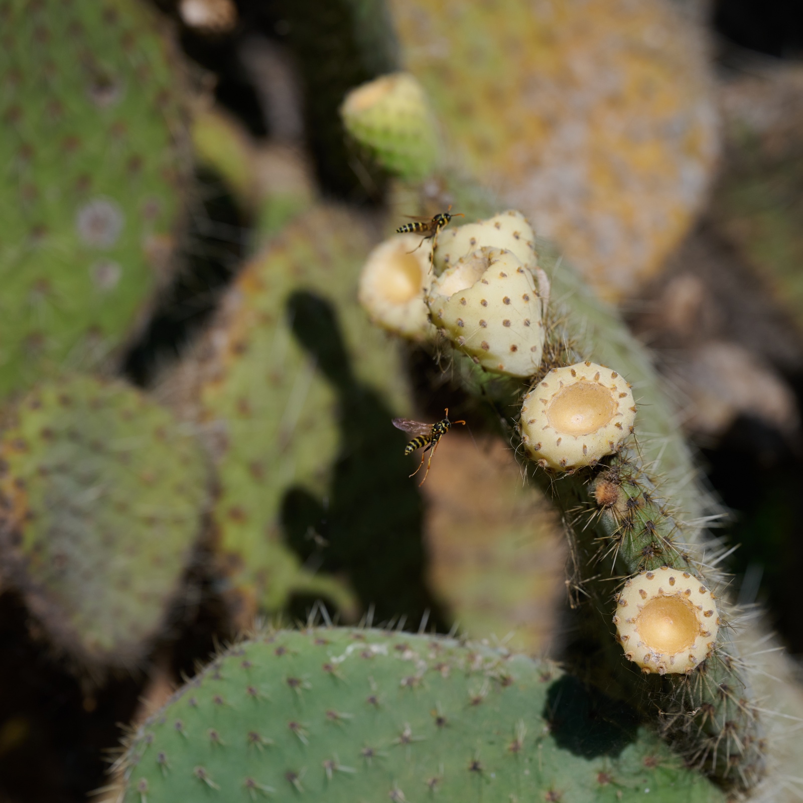 DSC 4558 Apr 20 2021